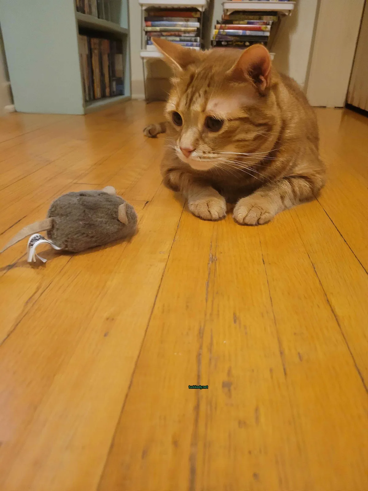 Kahverengi ve beyaz bir kedi ahşap zeminde oturuyor.
