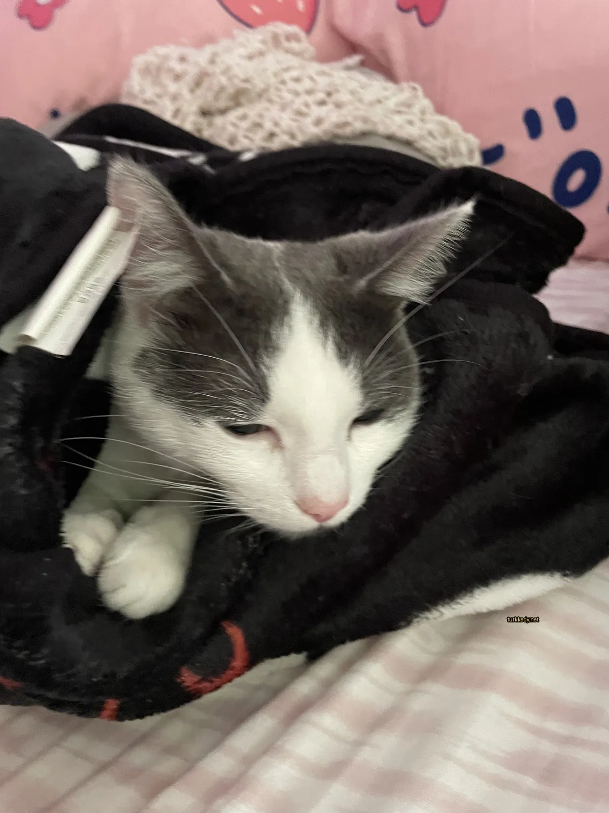 Beyaz ve gri bir kedi bir battaniyede yatıyor.