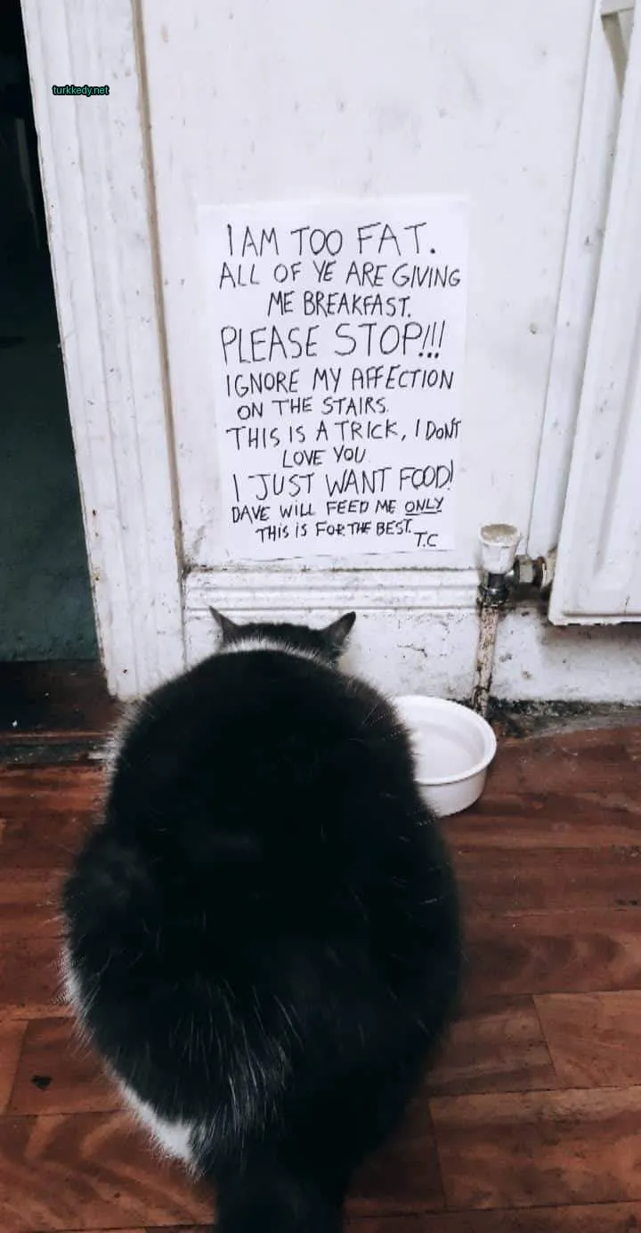 Siyah bir kedi beyaz göğsüyle kapının önünde oturuyor.