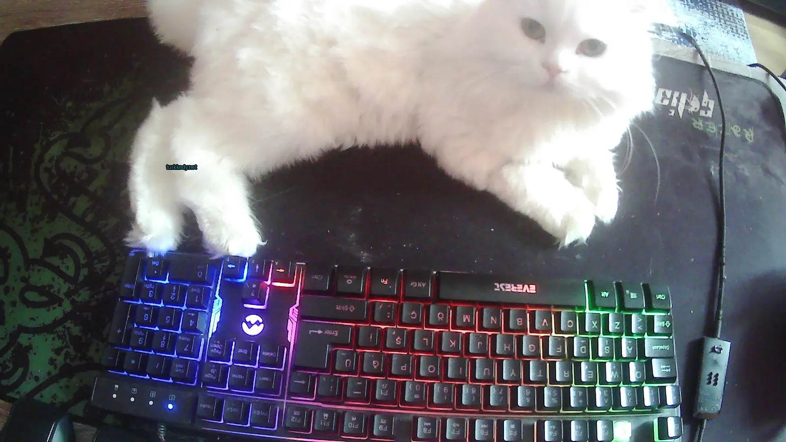 Beyaz bir kedi siyah bir masa üzerinde yatıyor.
