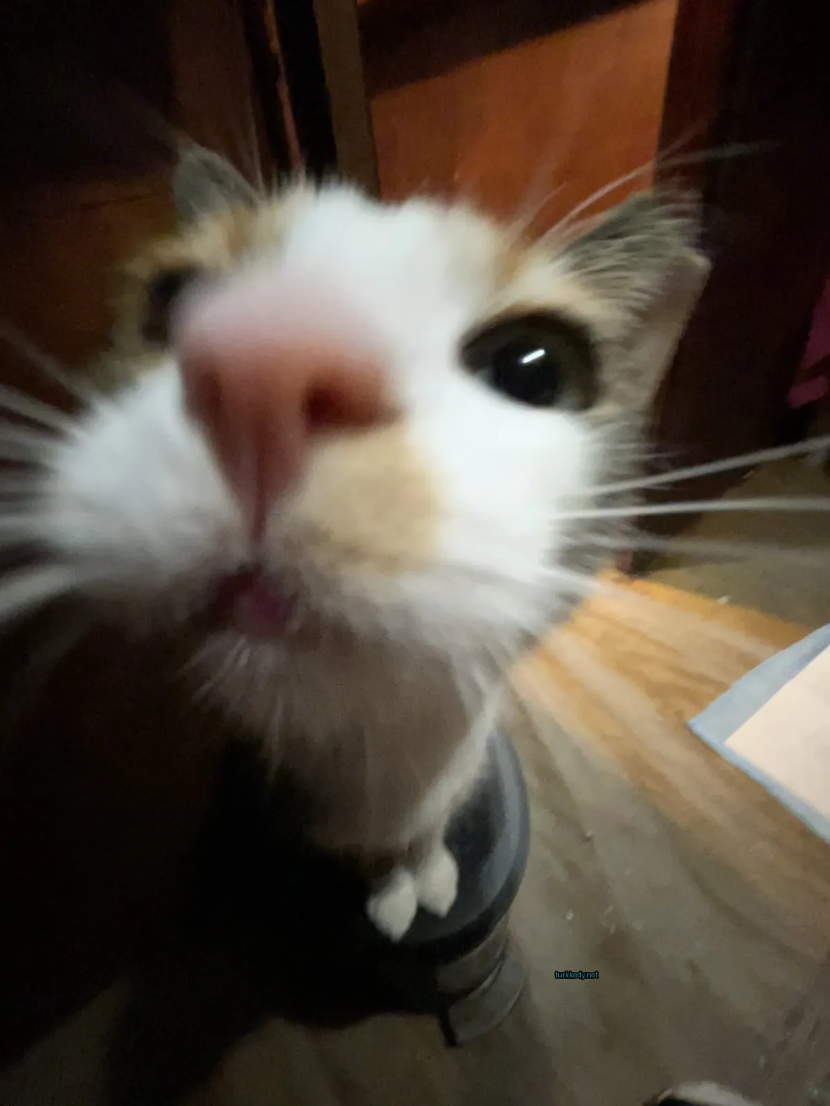 Beyaz ve kahverengi bir kedi, mavi gözleri ve pembe burun ile yukarı bakıyor.