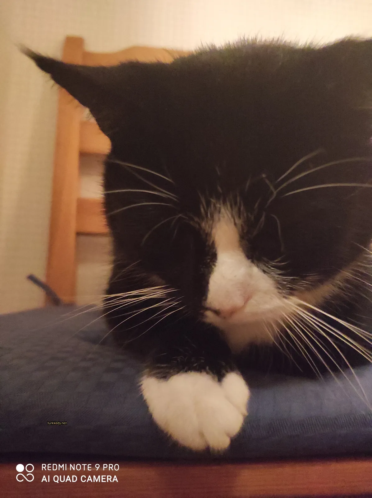Siyah ve beyaz bir kedi, beyaz burnuyla ve ayaklarıyla mavi bir yastıkta yatıyor.