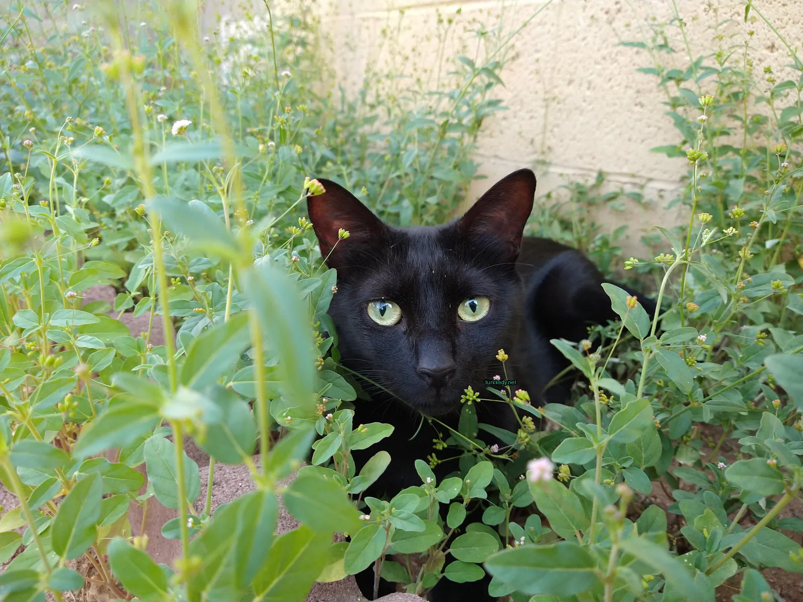 Kara bir kedi yeşil gözleri olan bir çiçek yatağındadır.