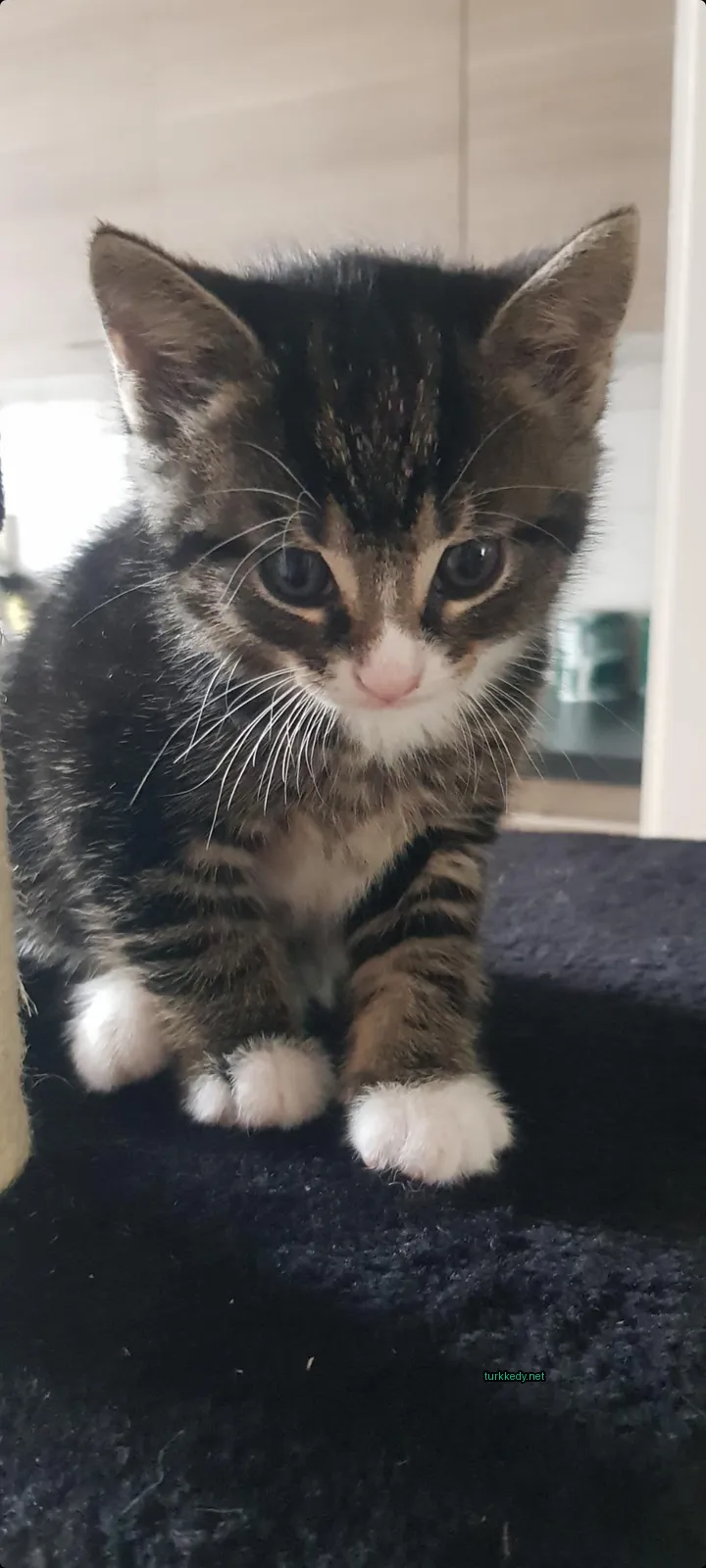 Siyah ve beyaz bir püsküllü küçük bir kedi bir basamakta oturuyor.