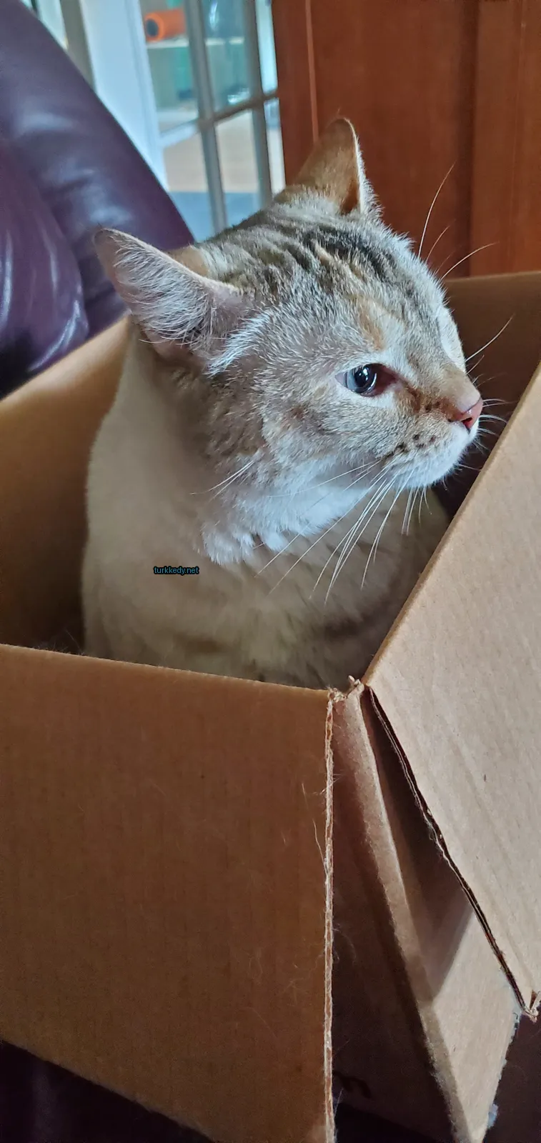 Beyaz ve kahverengi bir kedi bir karton kutuda oturuyor.