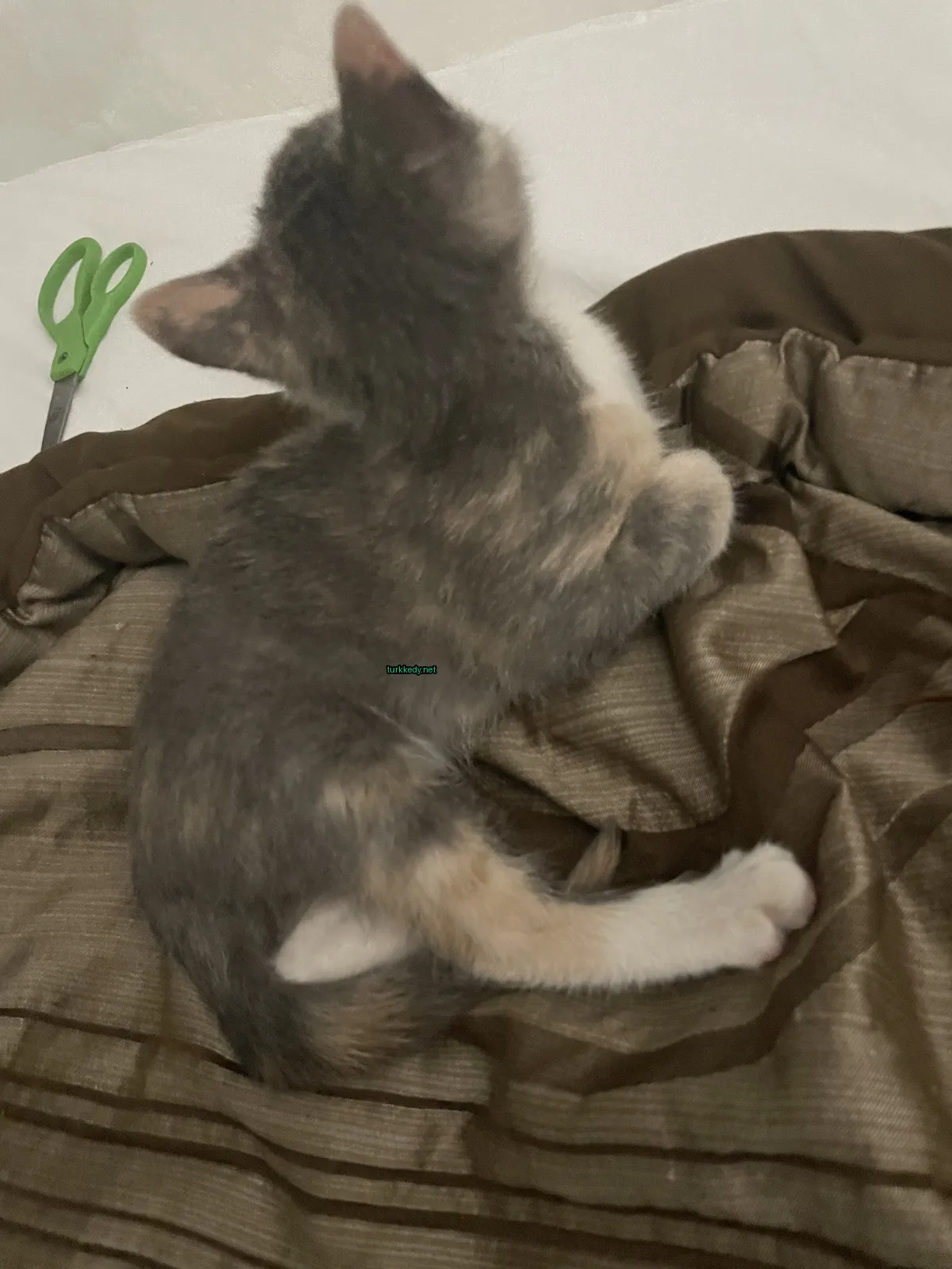 Gri, kahverengi ve beyaz tüylü bir kedi kahverengi bir battaniyede yatıyor.