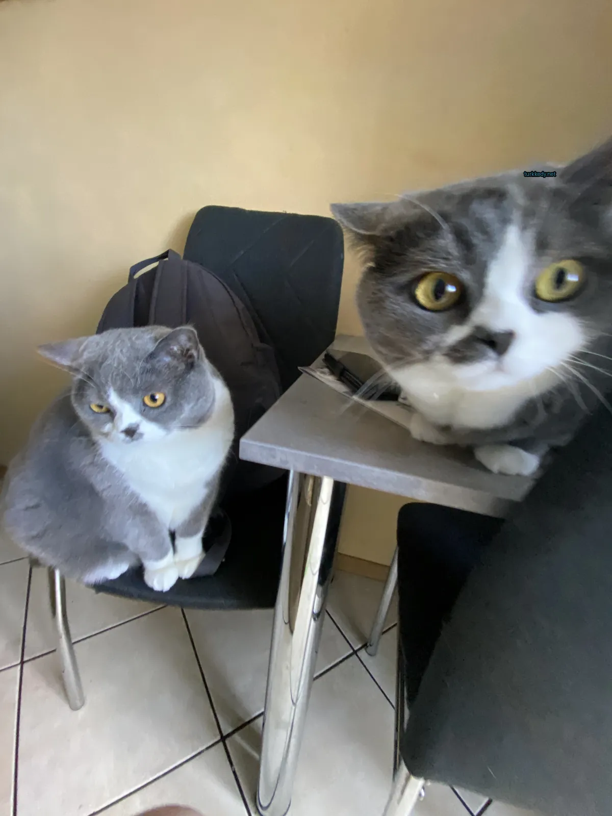 Gri ve beyaz bir kedi bir sandalyıkta oturuyor.