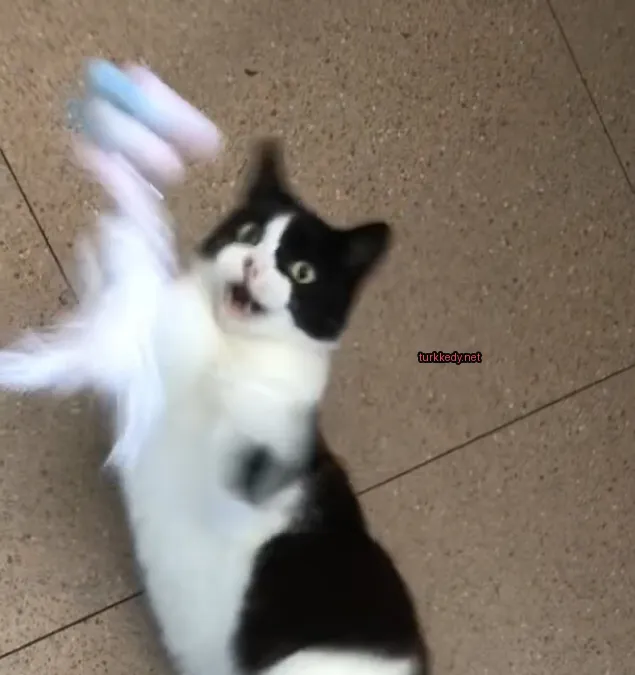 Siyah ve beyaz bir kedi, beyaz bir tüyü oynatıyor.