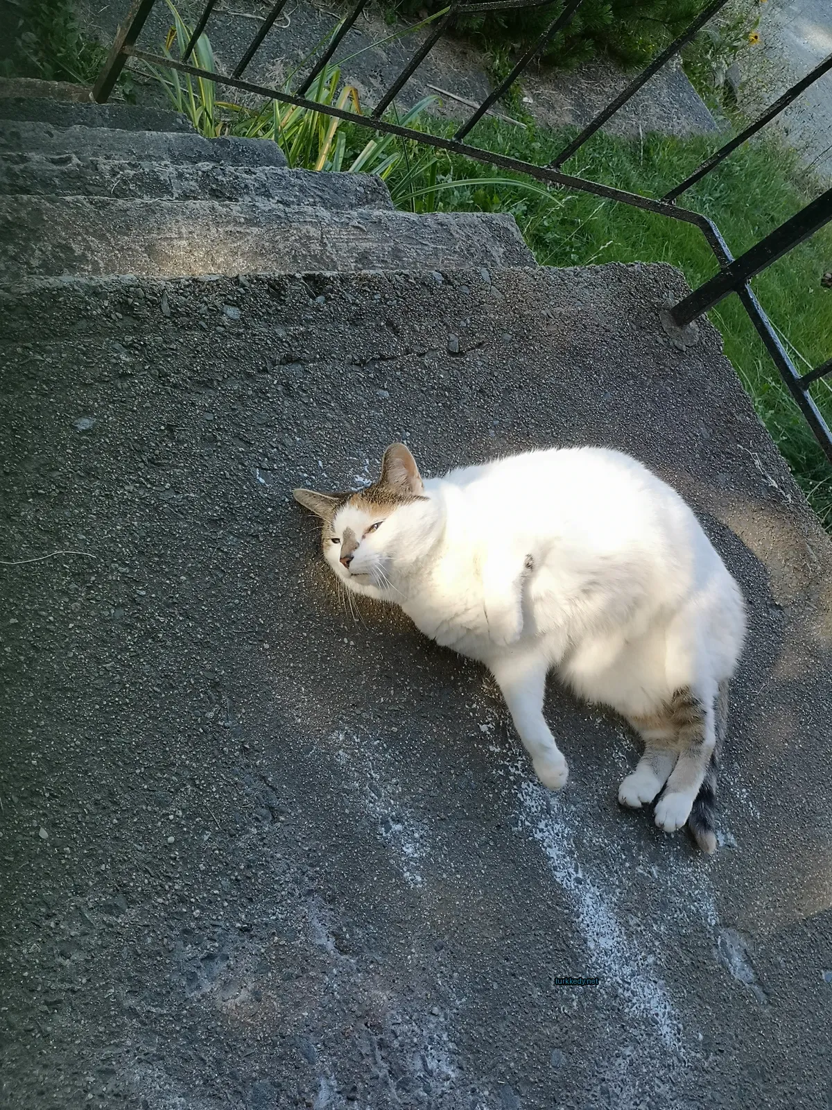 Beyaz bir kedi, siyah ve kahverengi desenli bir pattern ile zemine uzanmış.