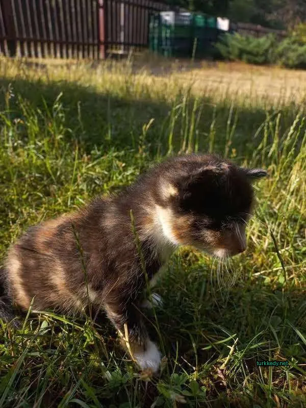 Siyah ve beyaz bir kedi, çimlerde duruyor.