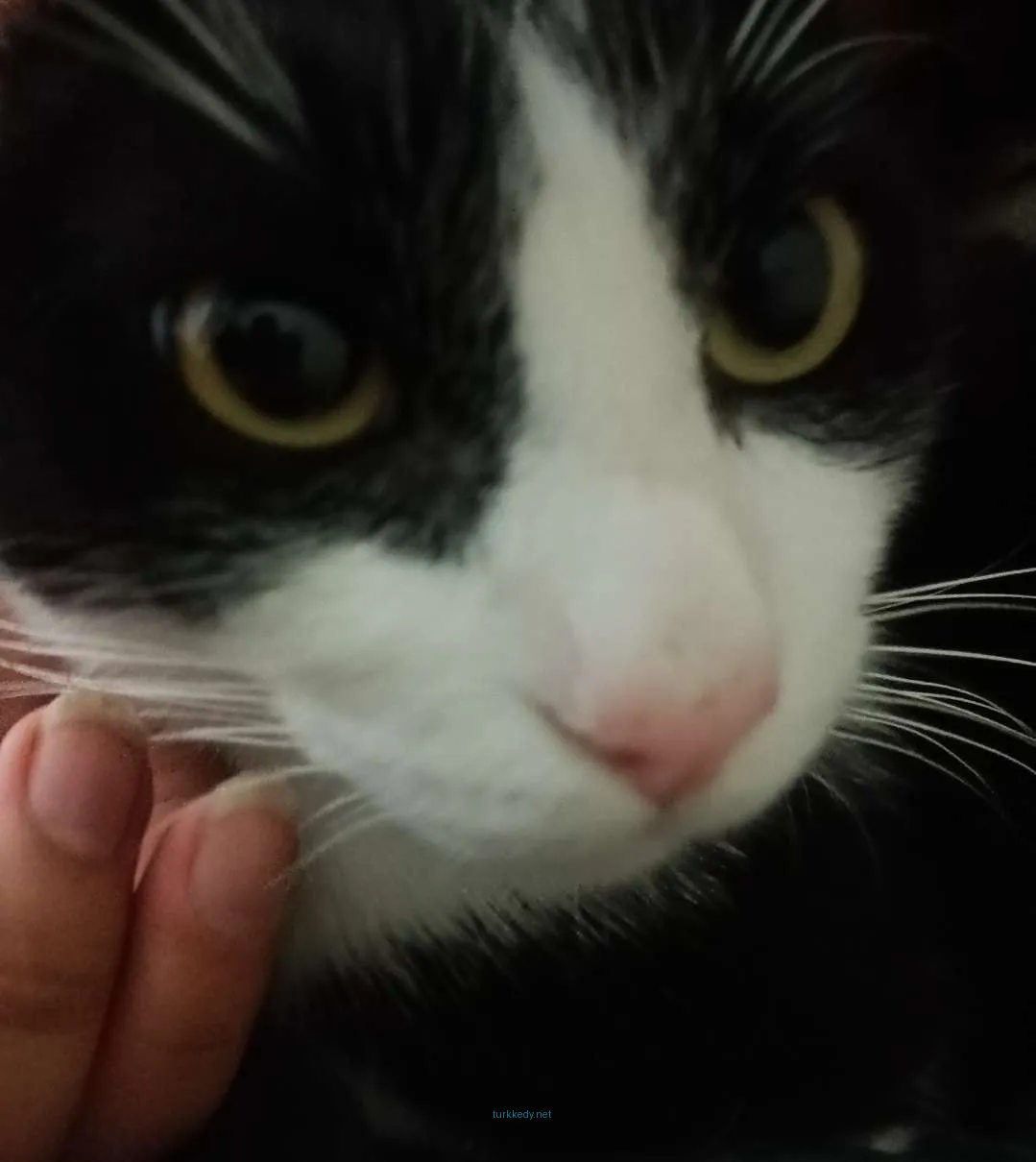 Siyah ve beyaz bir kedi, pink bir burun ve beyaz tüyleri var.