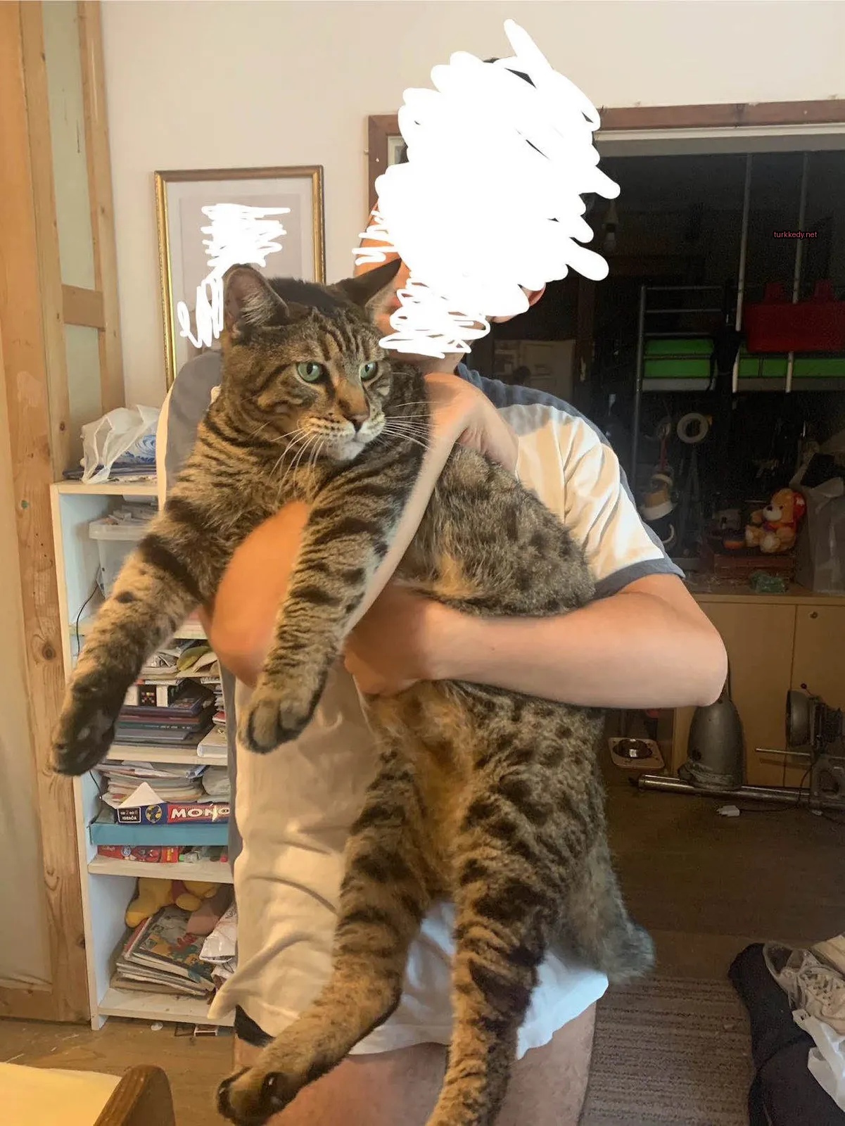 Bir adamın elinde büyük, şeritli bir kedi bir kitaplık odada duruyor.