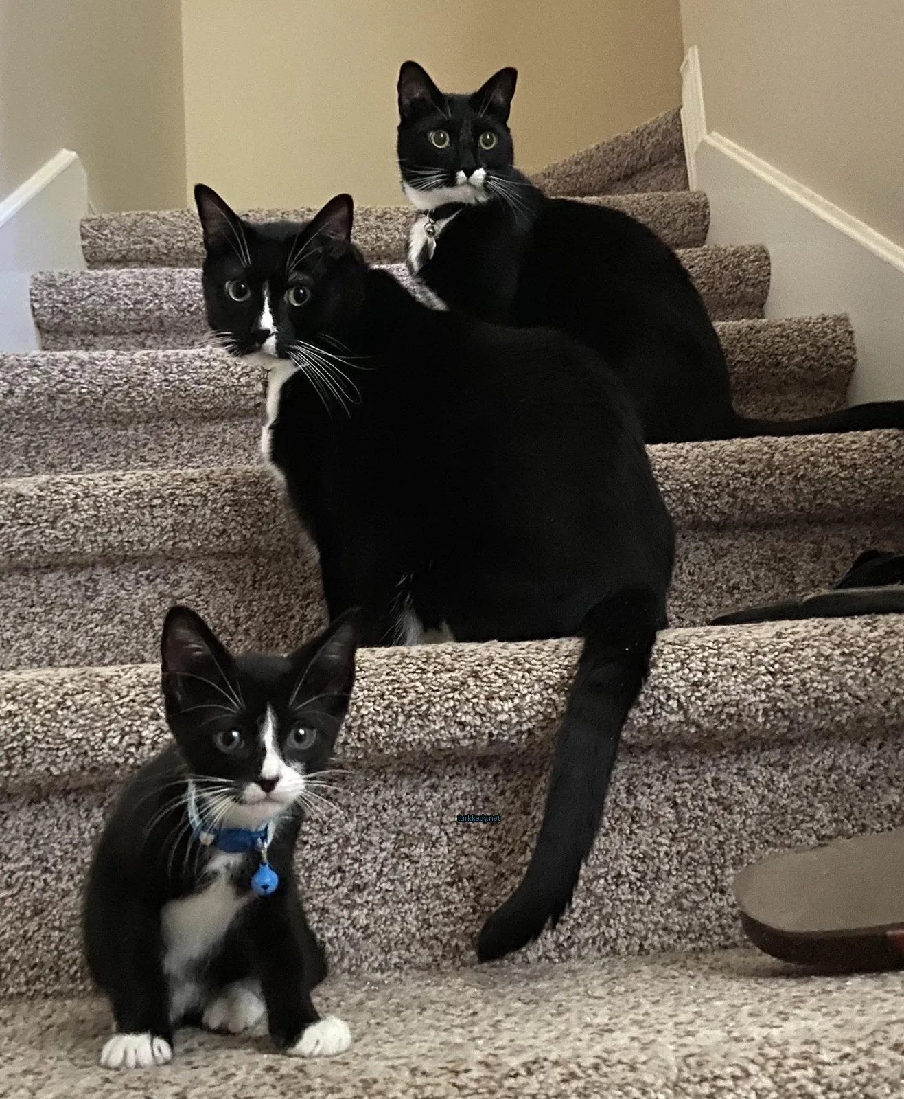 Siyah beyaz bir kedi merdivenlerde oturuyor.