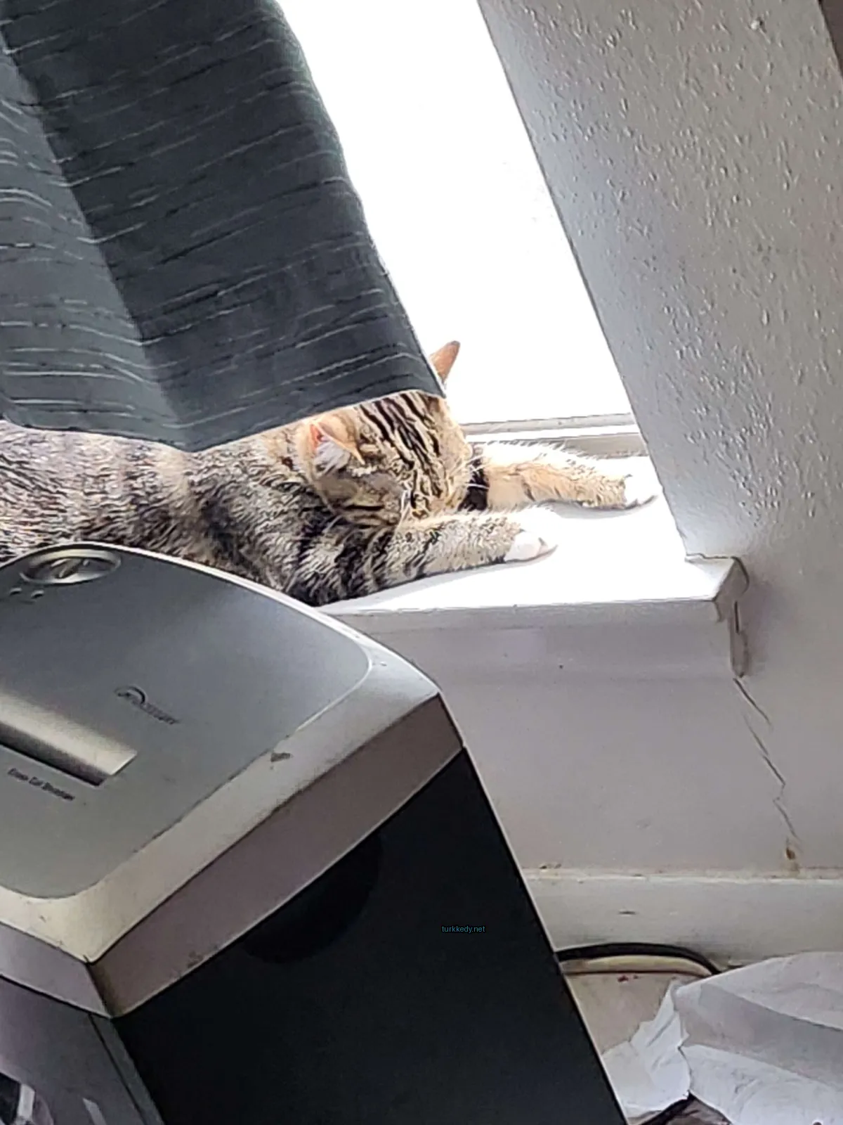 Bir çatalla kaplı kedi pencere kenarında yatıyor.