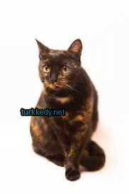 Siyah ve turuncu bir kedi beyaz arka plan üzerinde oturuyor.