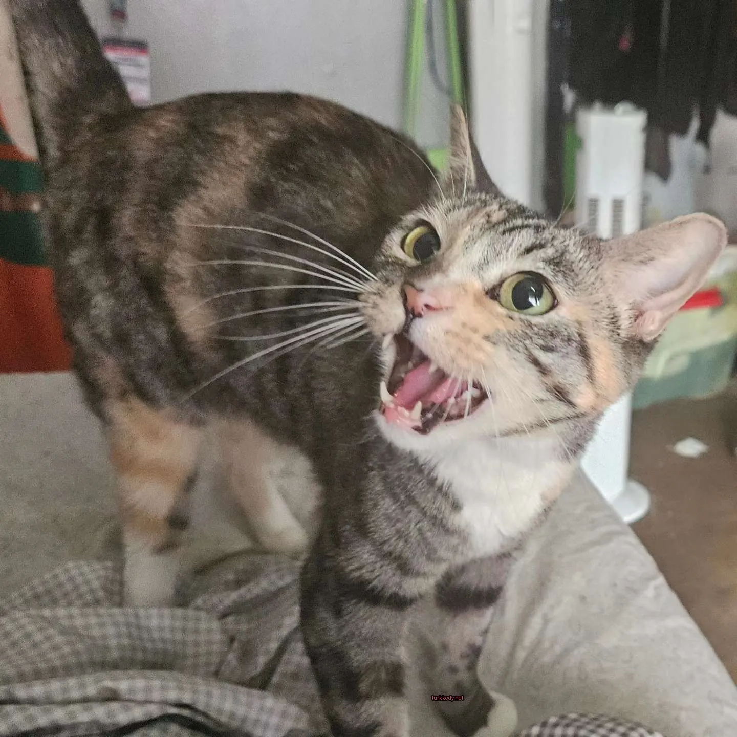 Kara ve beyaz bir kedi, uzun bir tüylü olarak yatakta duruyor.