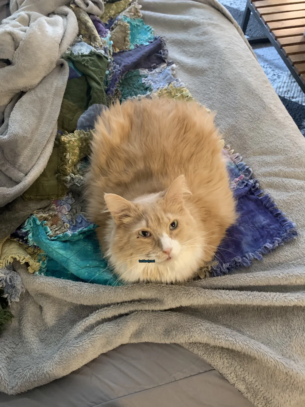 Beyaz ve turuncu bir kedi, bir bez üzerine uzanmış.