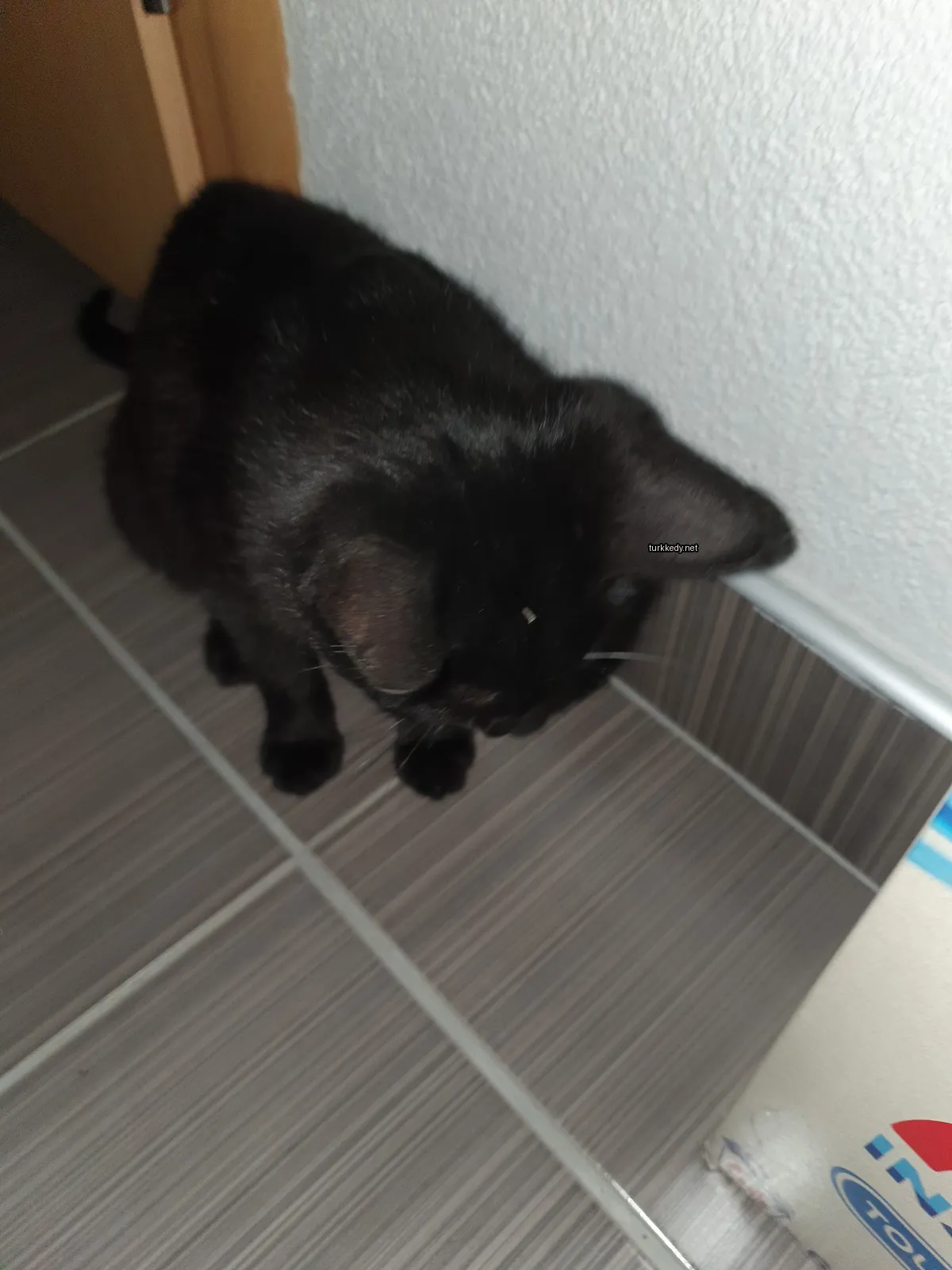 Siyah bir kedi, bir beyaz lekeyle başının üzerinde bir mermer zeminde duruyor.