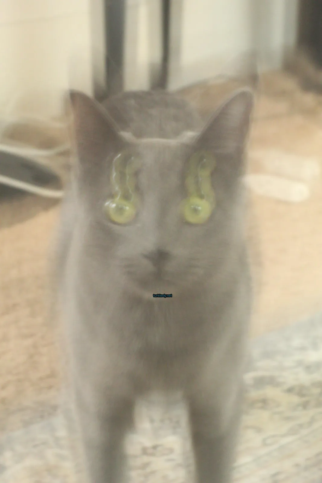 Gri bir kedi, mavi gözlü bir pencerede oturuyor.