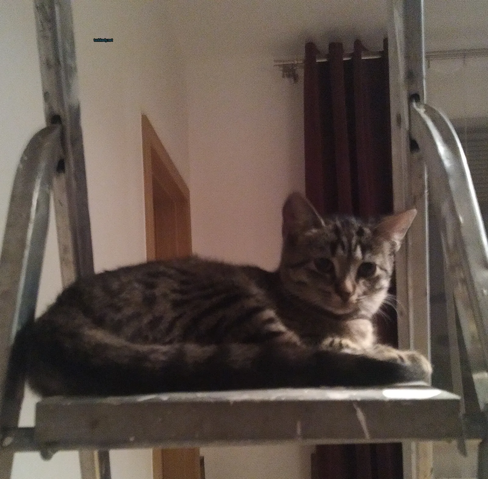 Gri ve siyah bir kedi bir merdiven üzerinde oturuyor.