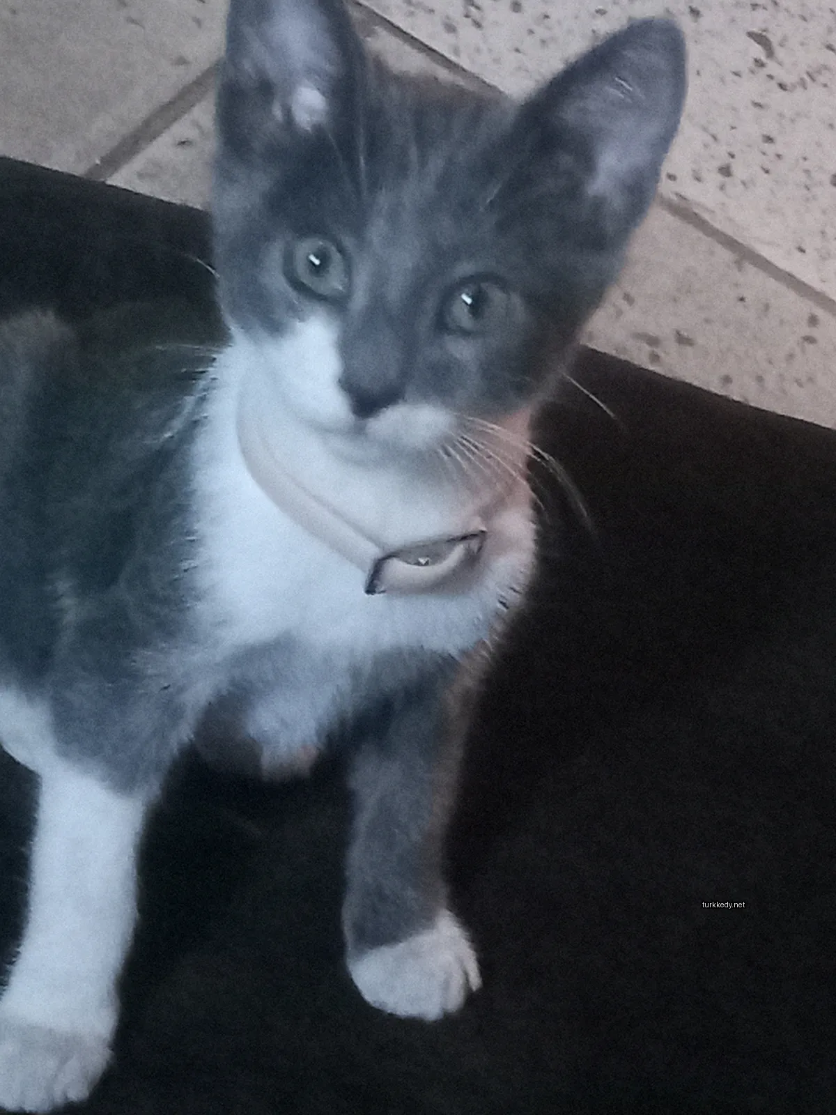 Gri ve beyaz bir kedi, boynunda bir kolye var.