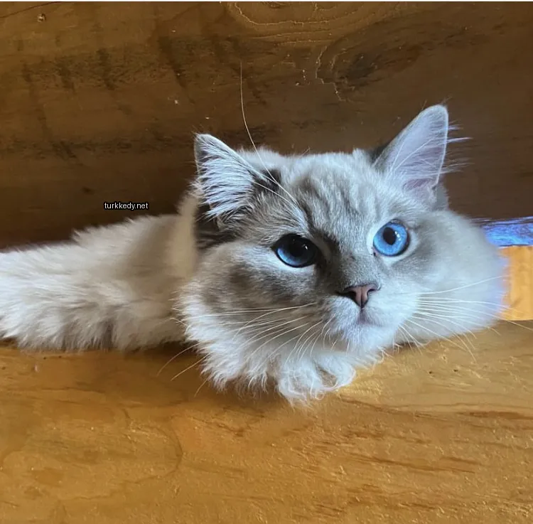 Beyaz bir kedi, mavi gözleri ve yumuşak tüylü kürküyle ahşap bir masada yatıyor.