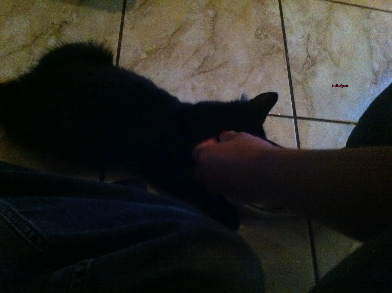 Siyah bir kedi bir mermer zeminde yatıyor.