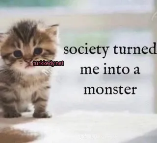 Kırmızı bir kemerli, beyaz ve siyah bir püsküllü küçük bir kedi.