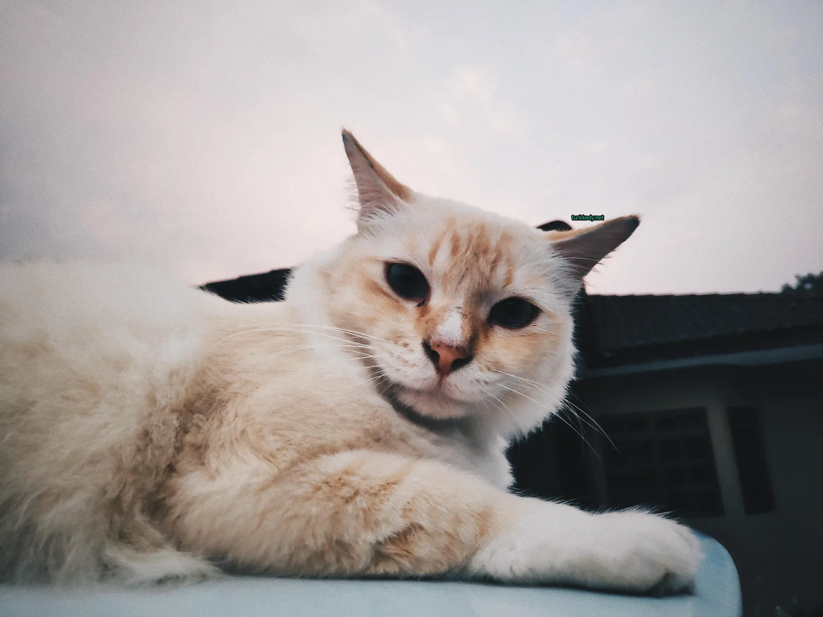 Beyaz bir kedi, başındaki kahverengi lekeyle, bir arabanın üzerinde oturuyor.