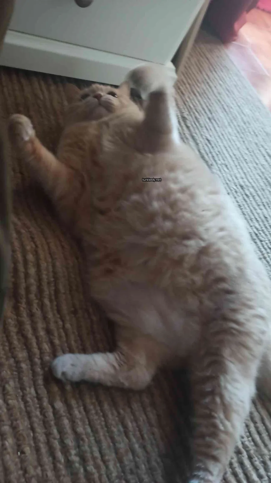 Beyaz bir kedi bir sofa üzerinde yatıyor.