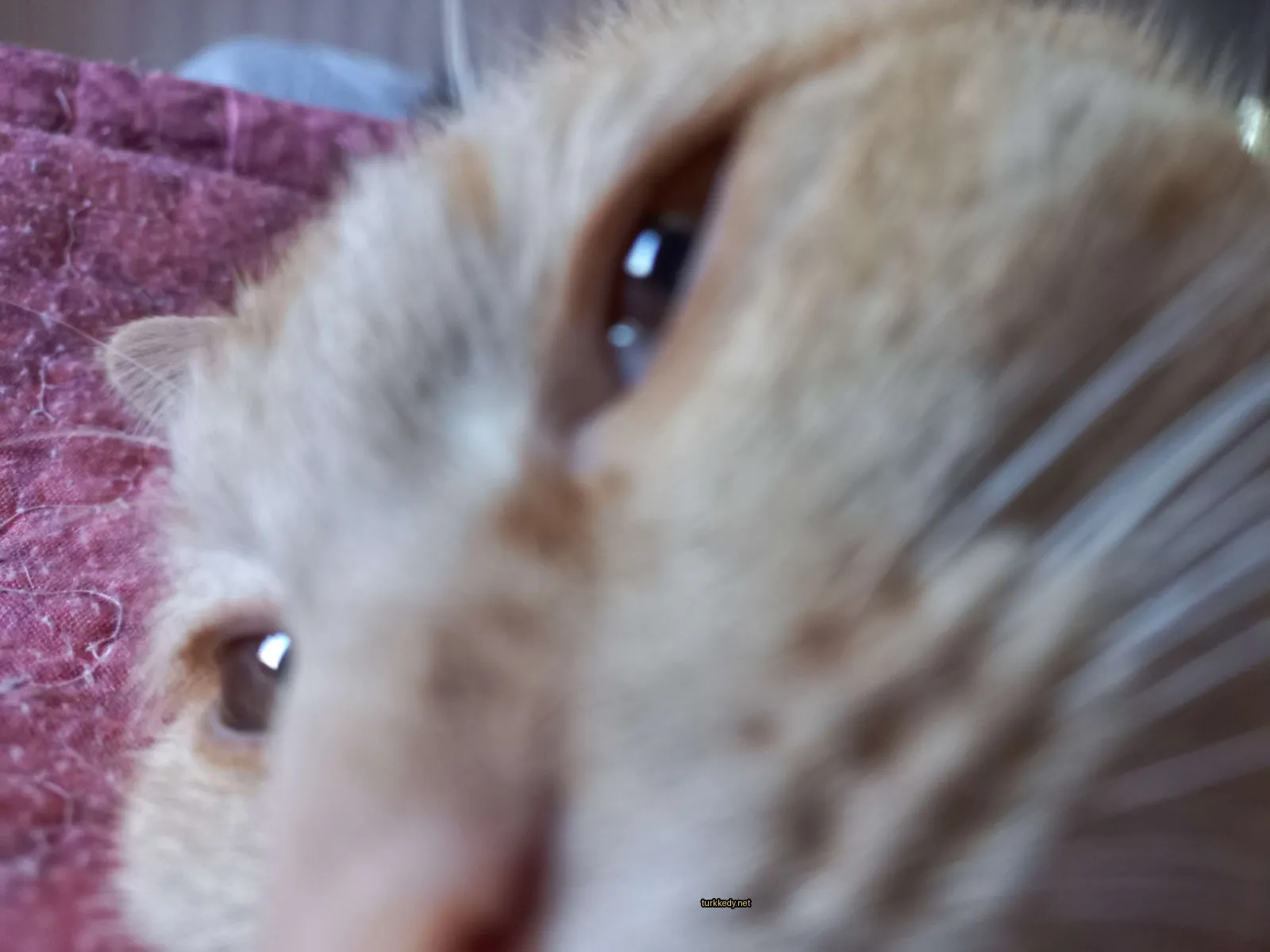 Koyu ve beyaz bir kedi, şeritli bir desenle kameraya bakıyor.