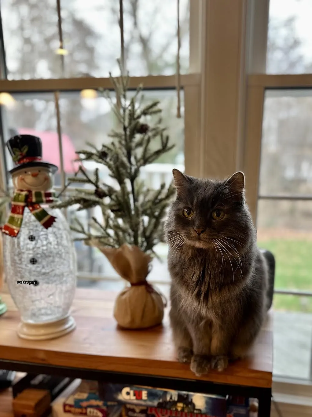 Bir gri kedi Noel ağacının önünde bir masada oturmaktadır.
