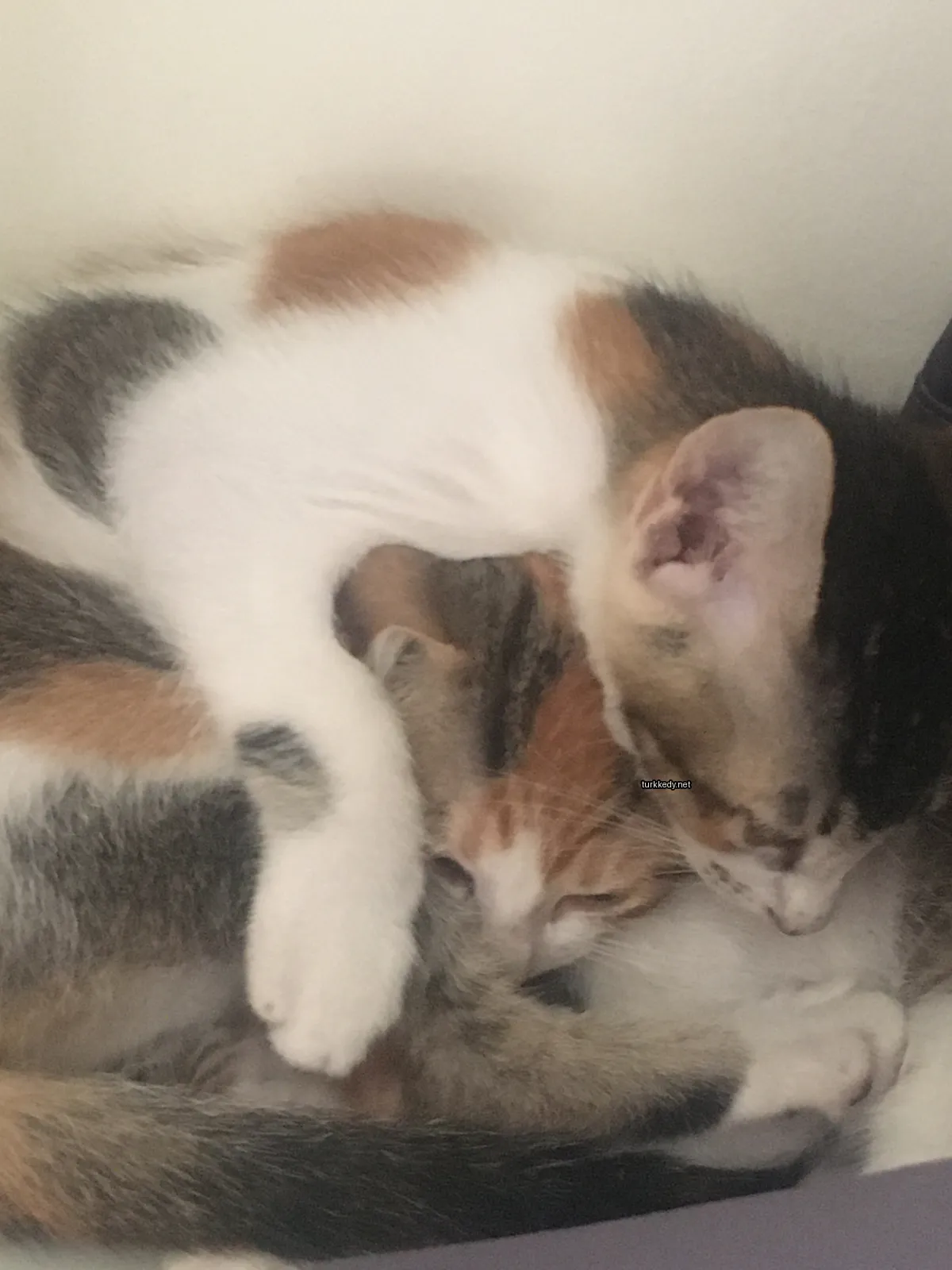 Beyaz ve kahverengi desenli bir kedi bir diğer kediyle yan yana yatıyor.