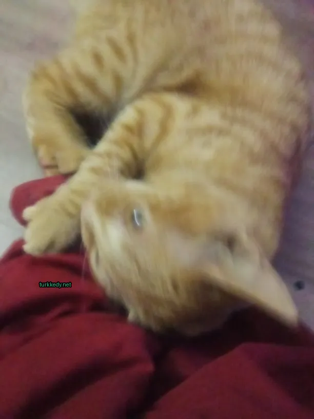 Kırmızı bir bez üzerinde kahverengi ve beyaz bir kedi yatıyor.