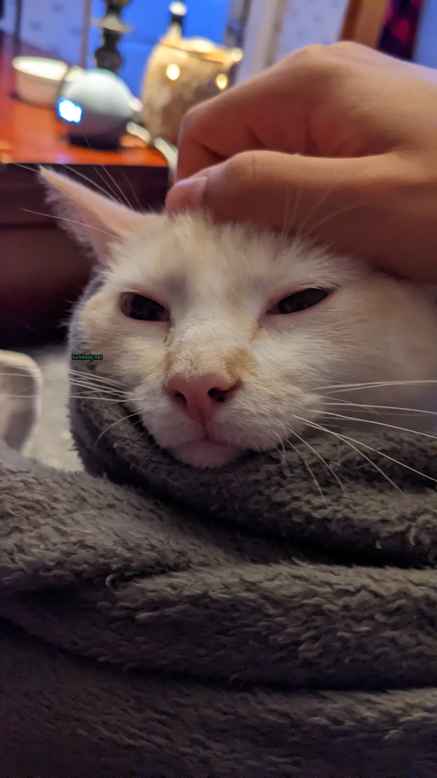 Beyaz bir kedi, kahverengi lekeli ve başının okşandığını hissediyor.