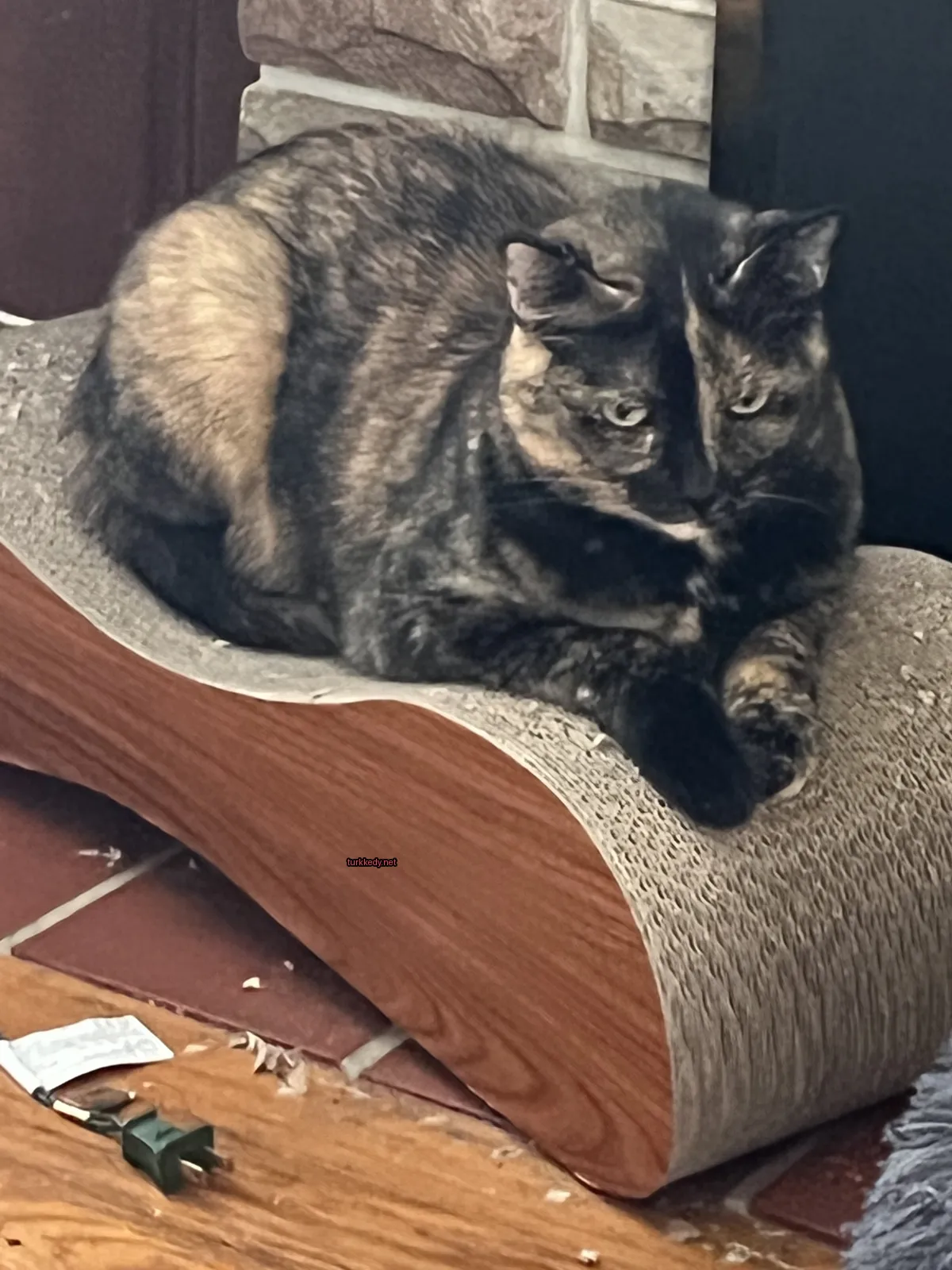Büyük, çok renkli bir kedi, bir kedi yatağında oturuyor.