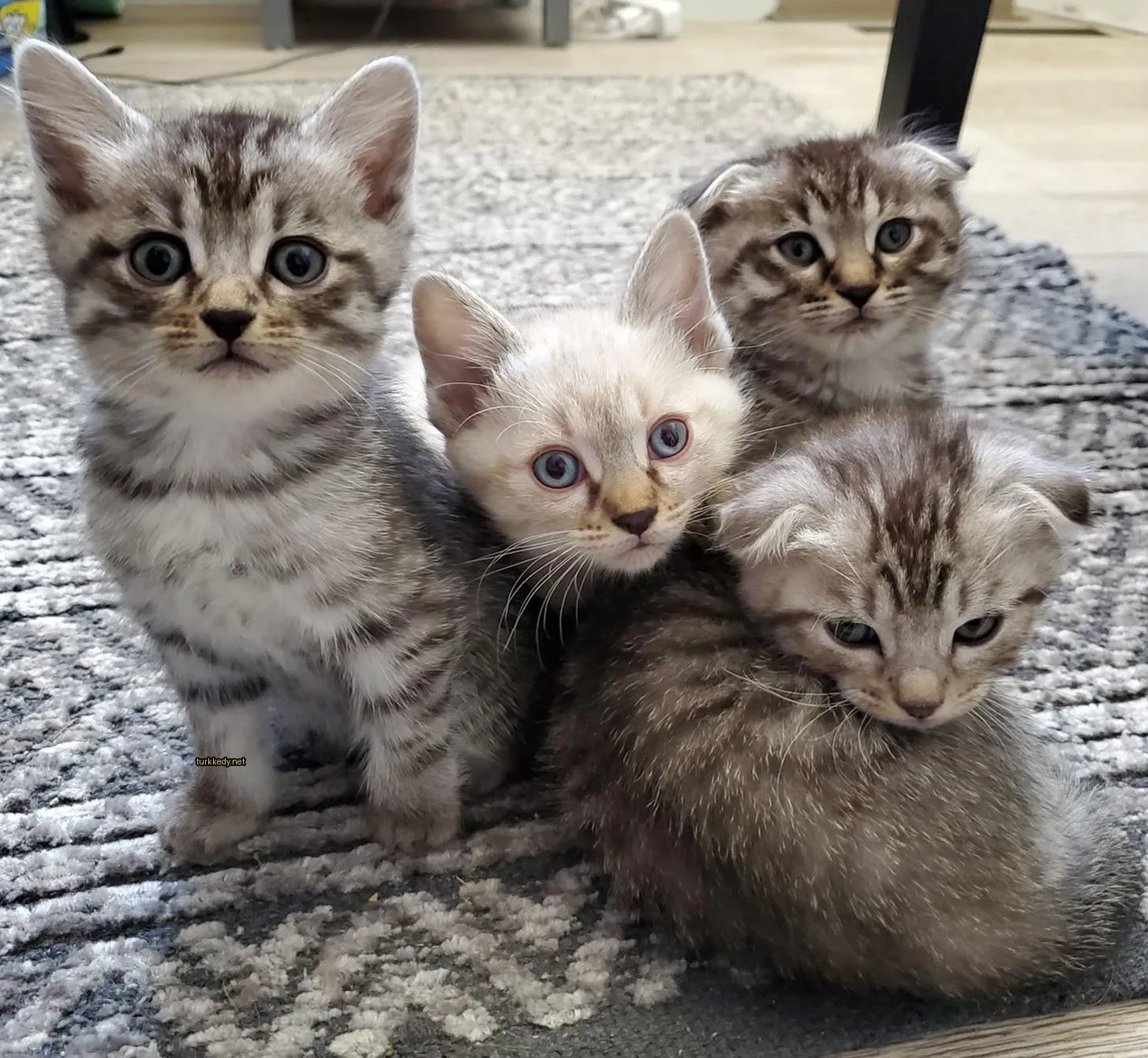 Beyaz ve gri bir kedi mavi gözleriyle bir halı üzerinde üç diğer kedi ile yatıyor.