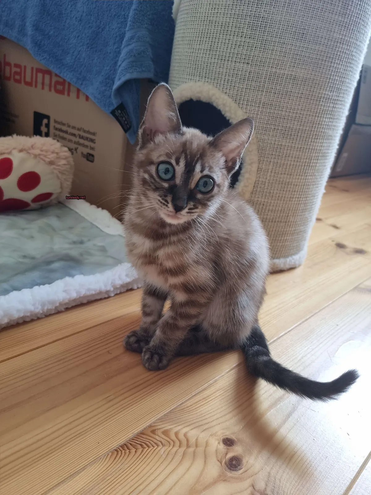 Kahverengi ve beyaz bir kedi, mavi gözleri olan ve ahşap zeminde oturan.