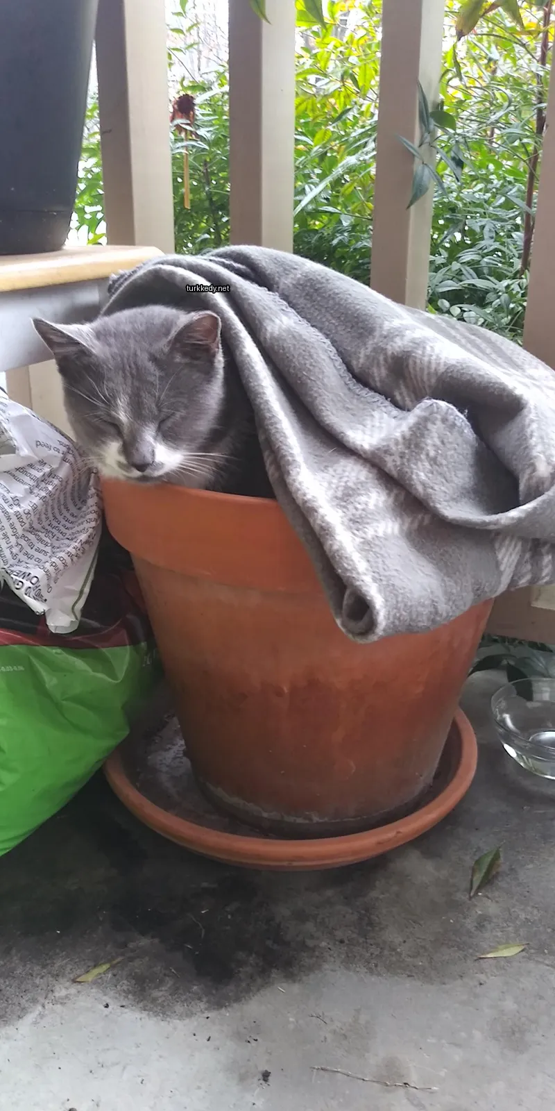 Bir gri kedi bir tencerede uyuyor.