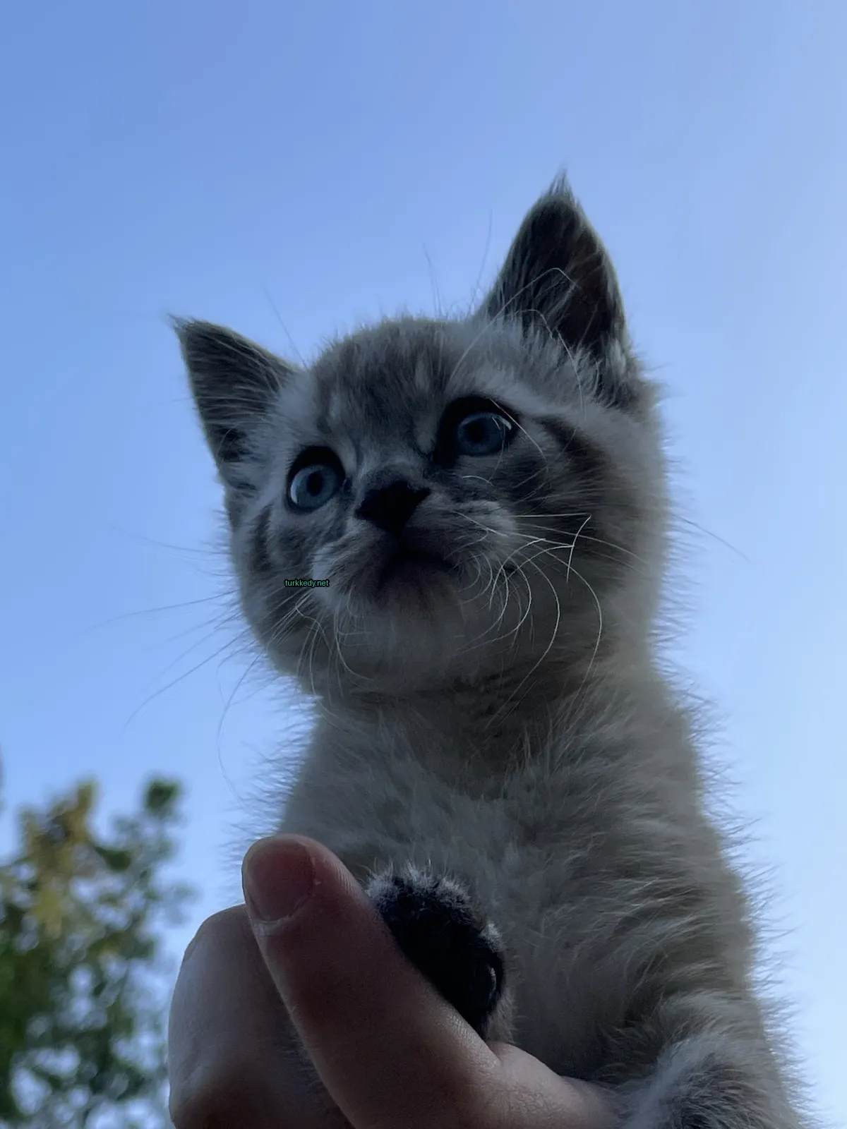 Gri ve beyaz bir kedi mavi gözlerle tutuluyor.