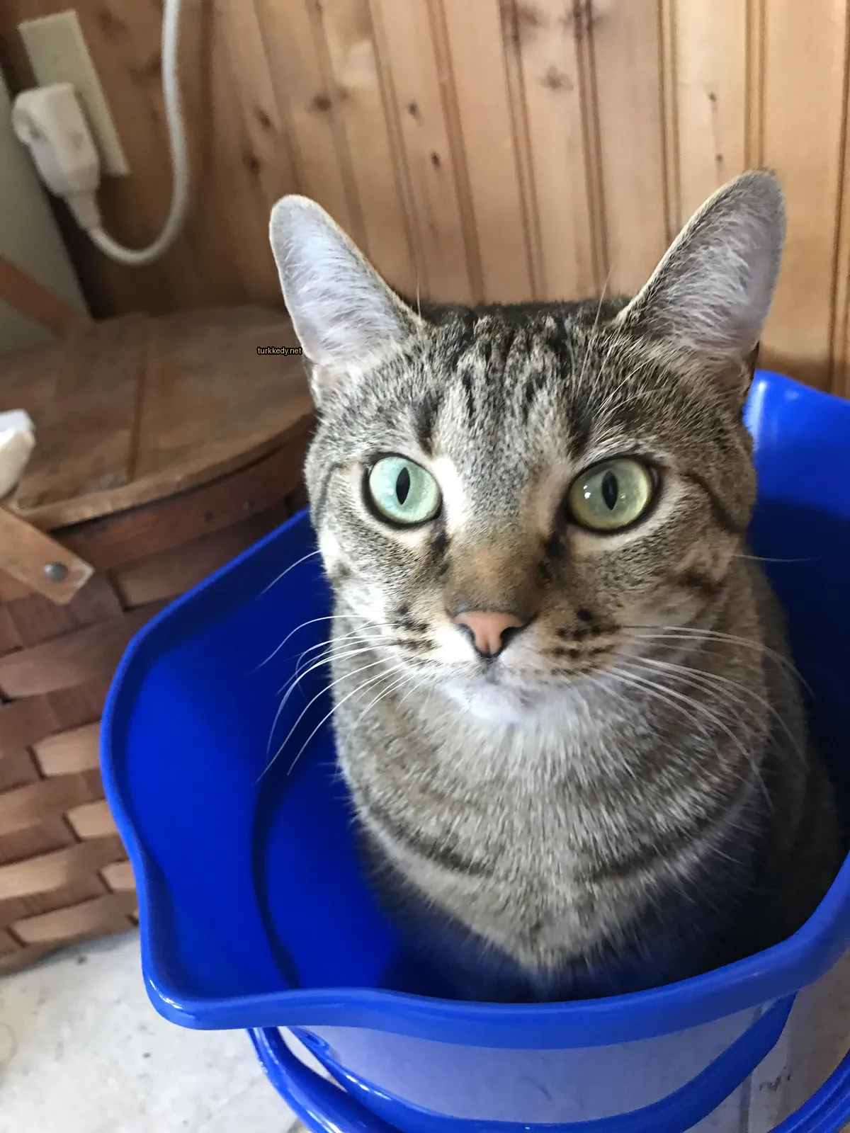 Gri ve beyaz bir kedi mavi plastik bir kutuda oturuyor.