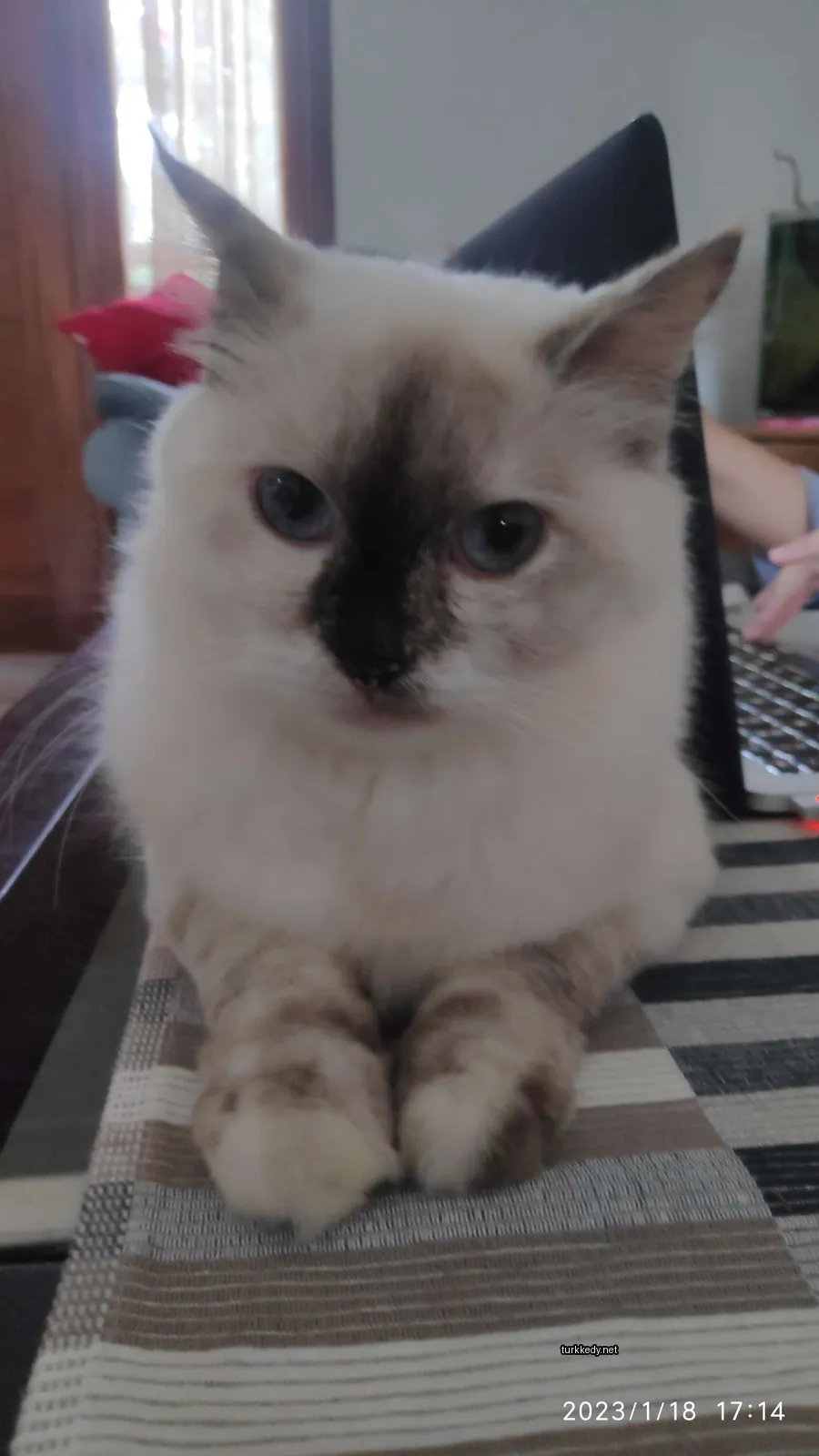 Beyaz bir kedi siyah lekeler ile birlikte masa üzerinde oturuyor.