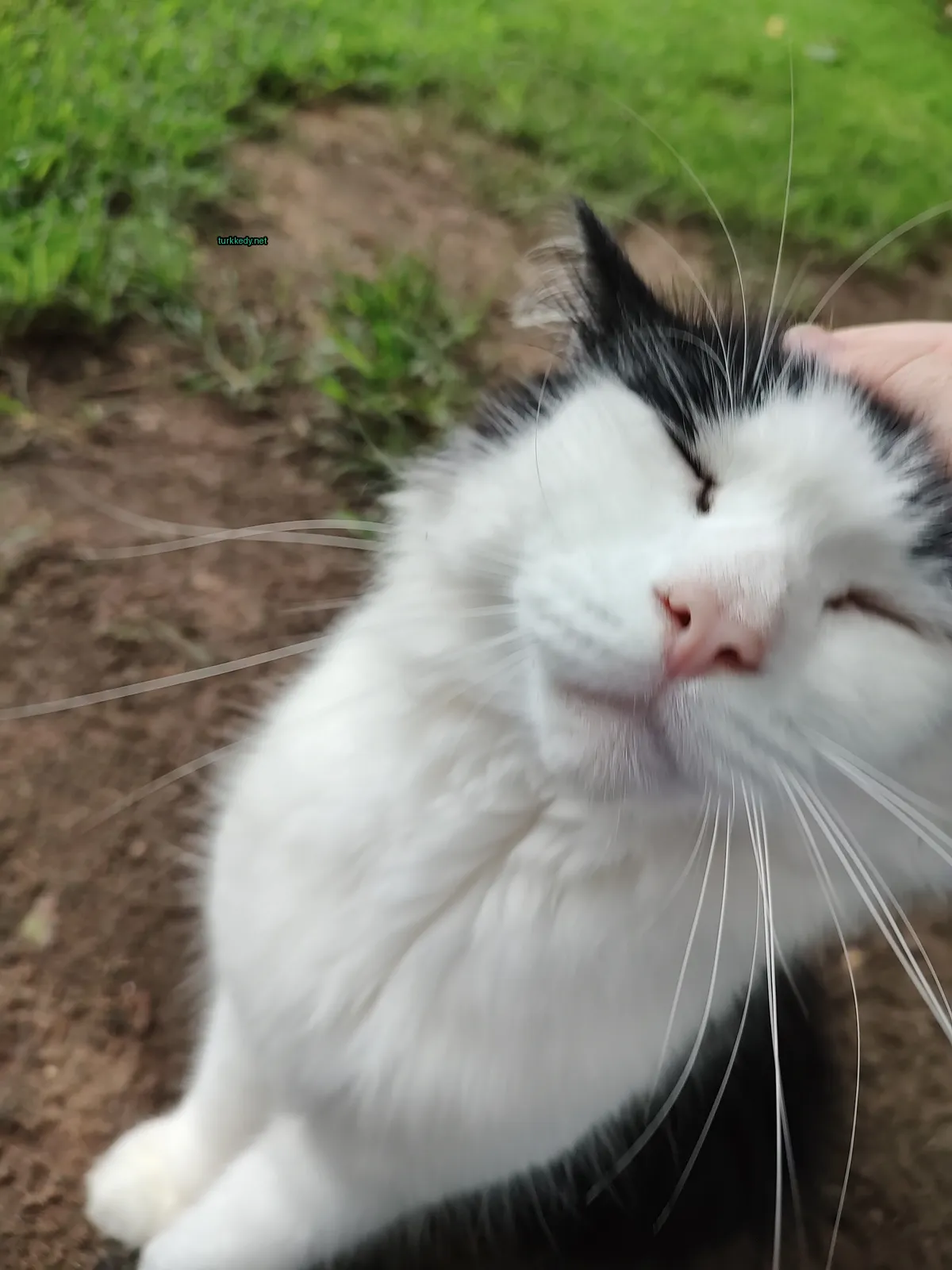 Siyah bir kedi, beyaz yüz ve tüylü bir insana dokunuluyor.