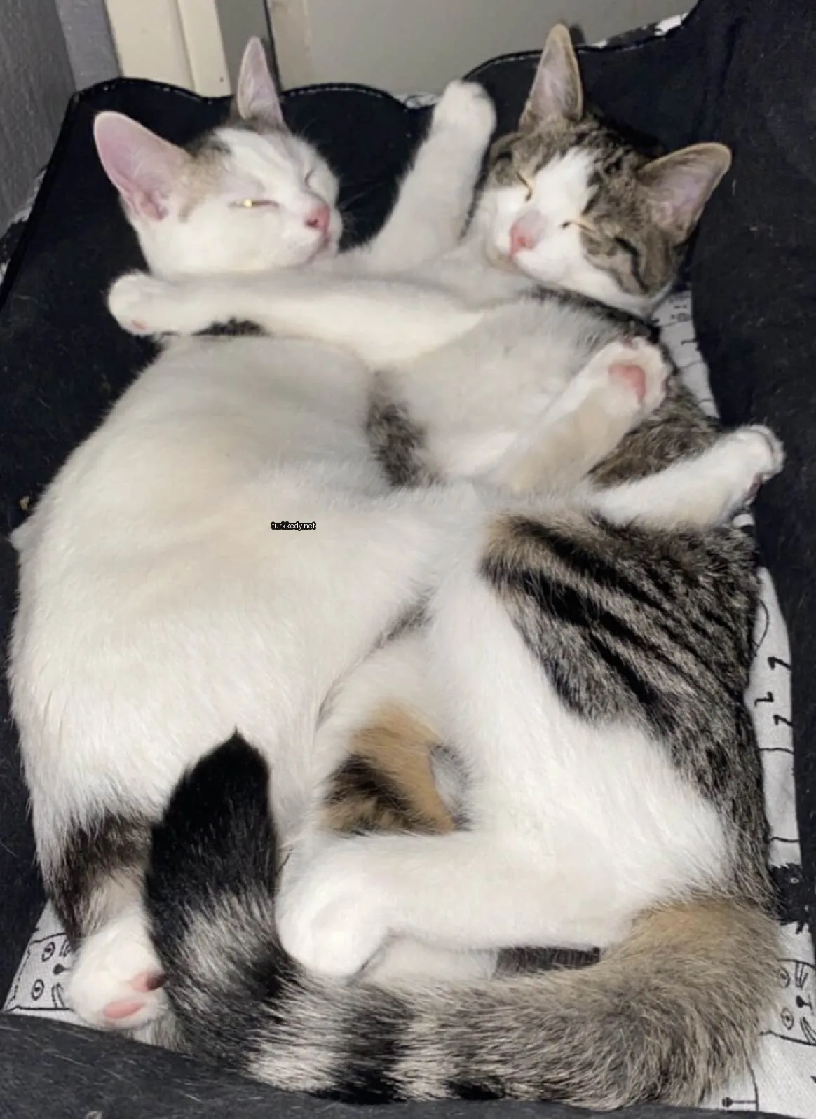 İki kedi yatakta yatıyor, biri beyaz ve siyah, diğeri beyaz ve gri.