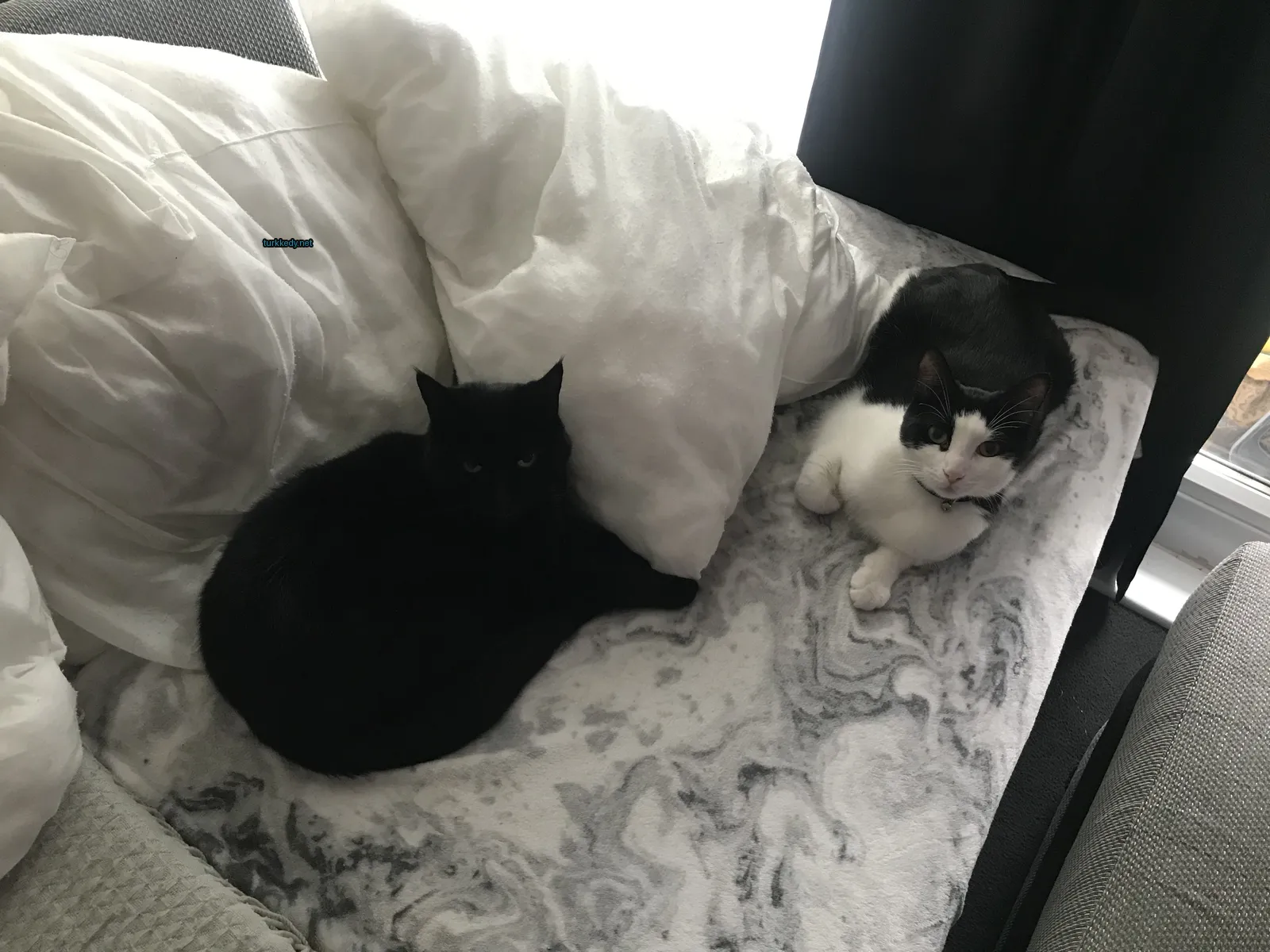 Siyah bir kedi beyaz ayakları ve beyaz bir kedi siyah kulakları ve beyaz ayakları olan bir yatakta oturuyor.