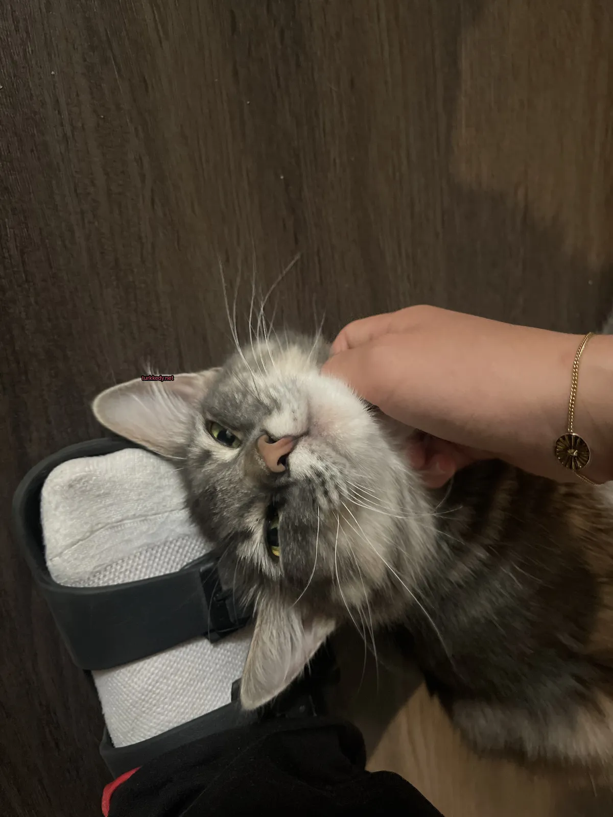 Gümüş ve beyaz bir kedi, boynunda altın bileklik taşıyor.