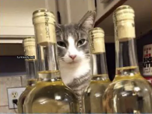 Beyaz ve gri bir kedi iki şişe şarap arasında duruyor.