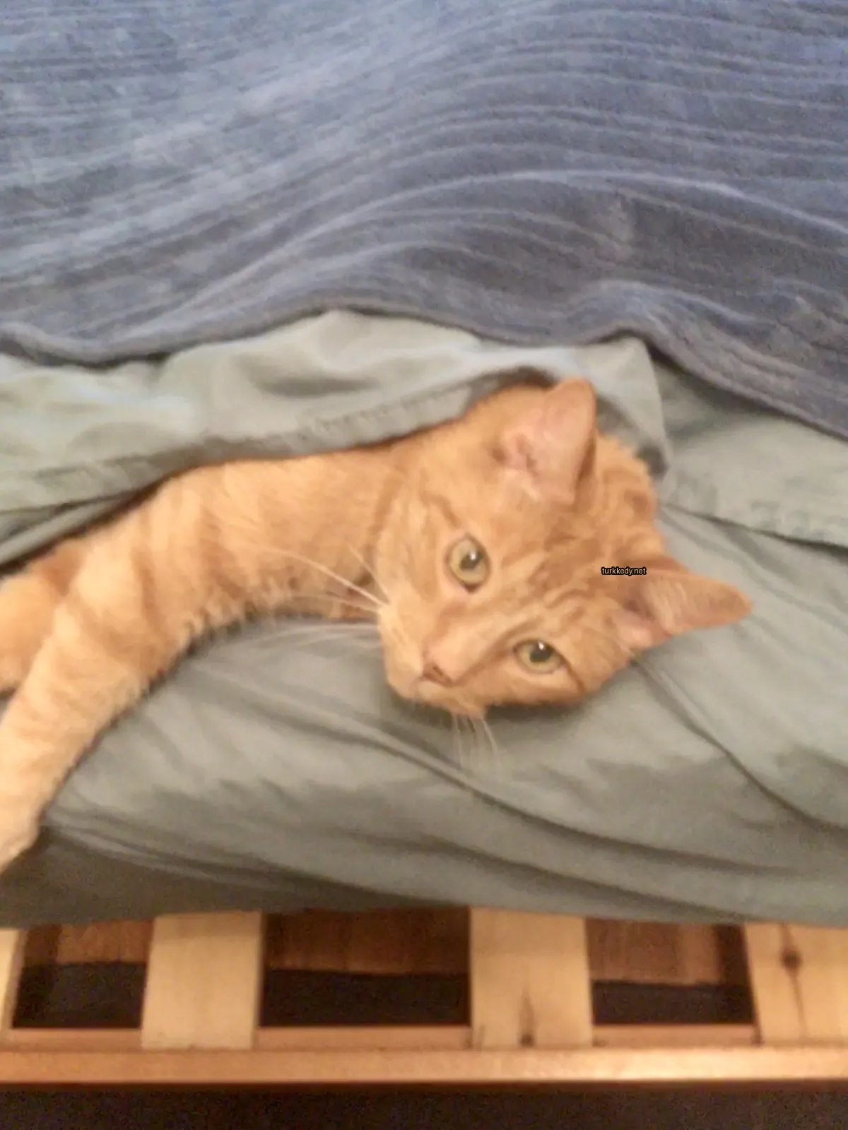 Bir kedi beyaz ve turuncu desenli bir kedi yatakta yatıyor.
