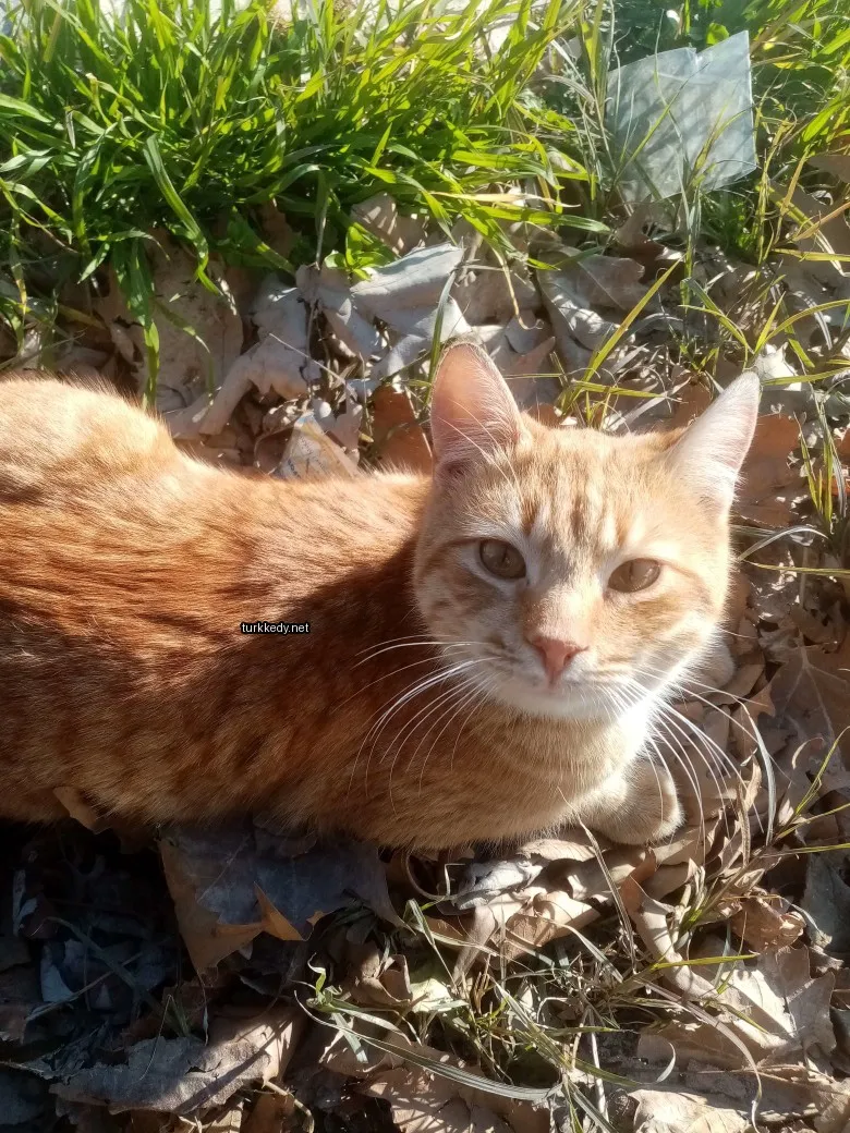 Kırmızı ve beyaz tüylü bir kedi yaprakların üzerinde yatıyor.