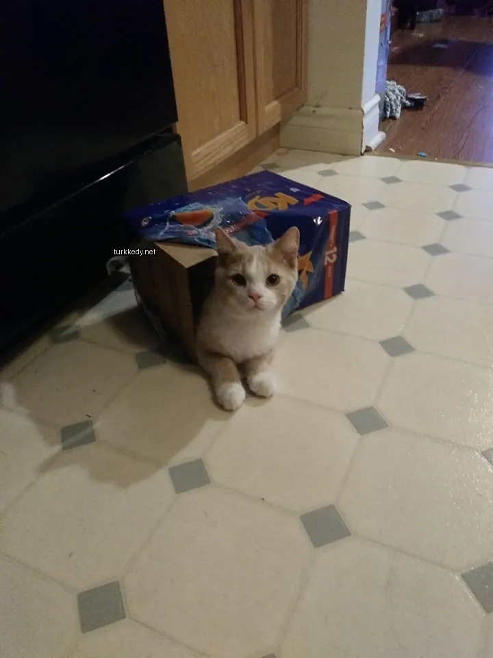 Beyaz ve kahverengi bir kedi boxta oturuyor.